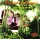 Priscilla and Barton McLean • Rainforest Images, The McLean Mix CD
